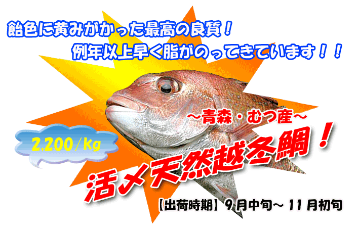 青森・むつの地魚　活〆天然越冬鯛