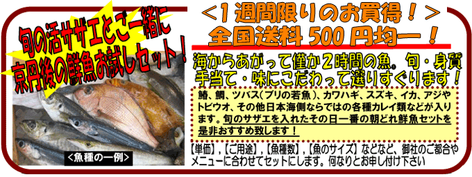京都丹後　鮮魚セット