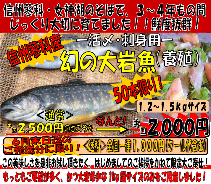 信州蓼科産・幻の大岩魚（イワナ）