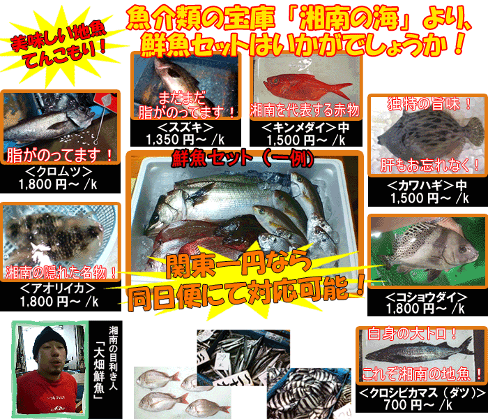 神奈川・湘南の地魚特集