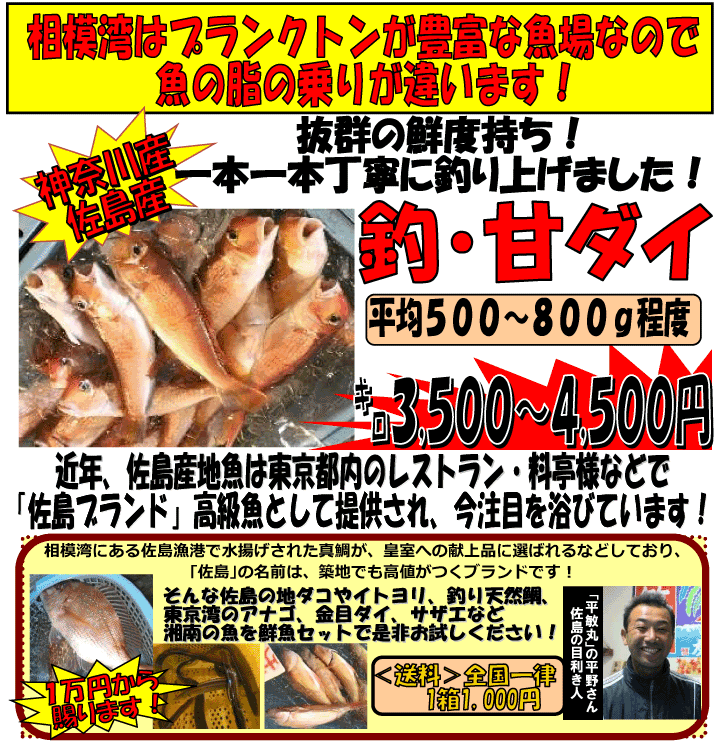 神奈川県佐島産“釣・甘鯛”