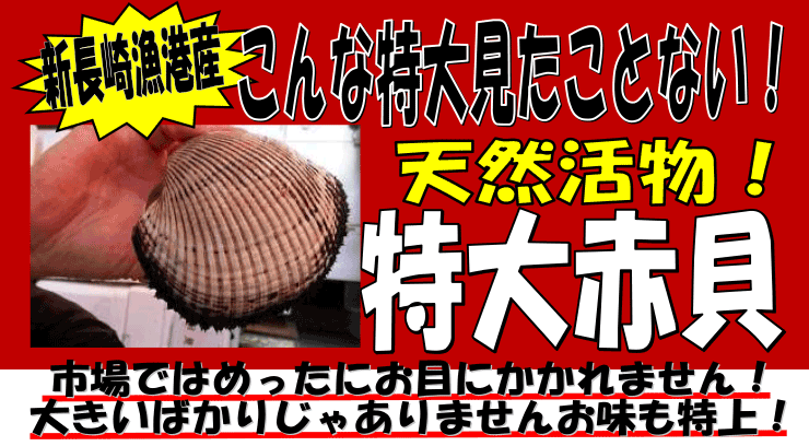 新長崎漁港　天然活もの!特大赤貝