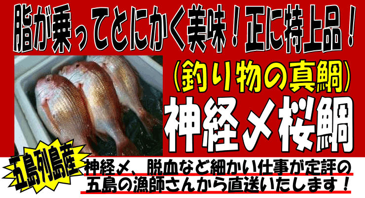 長崎県五島列島産　神経〆桜鯛