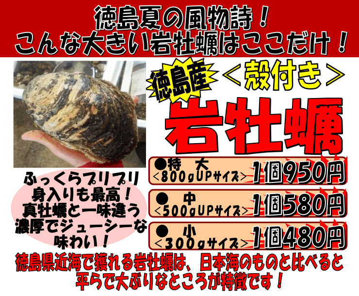 徳島県産　岩牡蠣