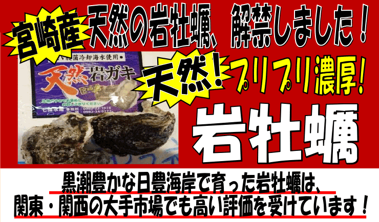 宮崎産　天然岩牡蠣